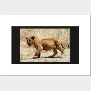 African Lion Cub After Feeding, Serengeti, Tanzania Posters and Art